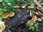 Foltoslemezű lánggomba (Gymnopilus penetrans), Őrség. Narancsos, széle felé világosabb, csupasz kalap